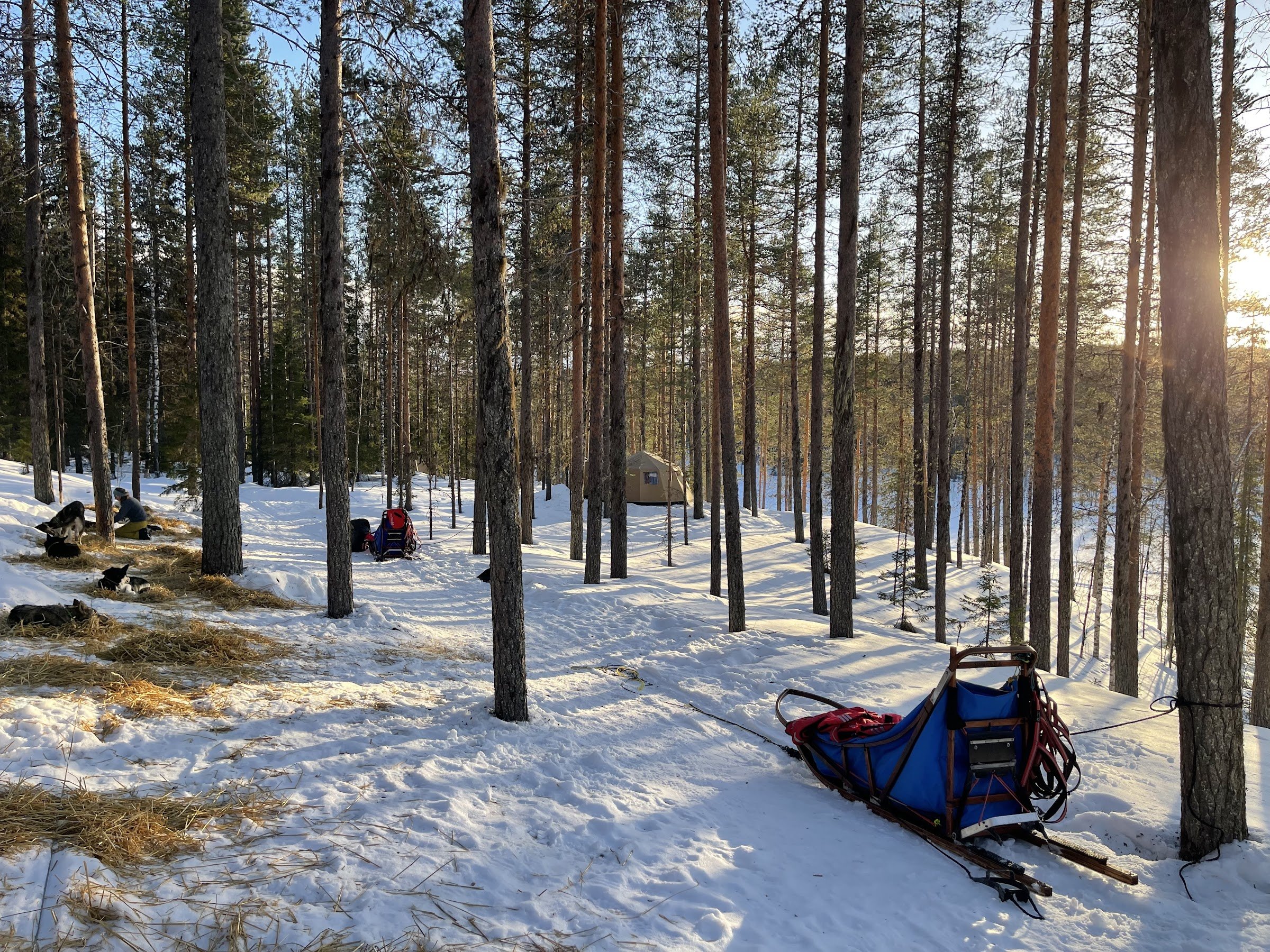 Yellow Snow Husky Tours